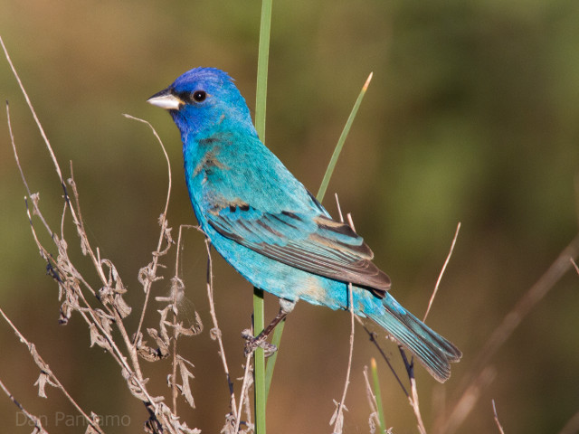 Blue bird dry grass tree free wallpaper - medium preview image