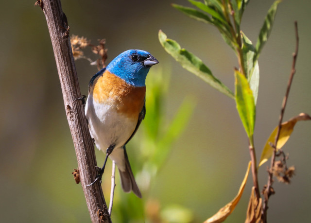 Blue orange bird branch leaves free wallpaper - medium preview image