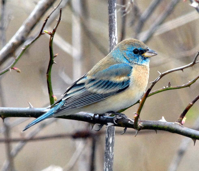 Blue bird sitting branch tree #7 free wallpaper - medium preview image