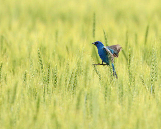 Blue bird branch grass field free wallpaper - medium preview image