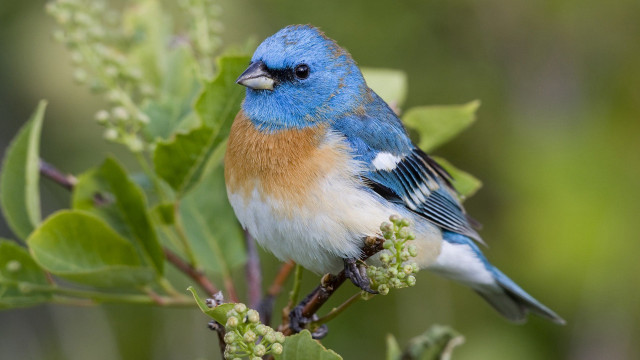 Blue bird sitting branch tree #5 free wallpaper - medium preview image