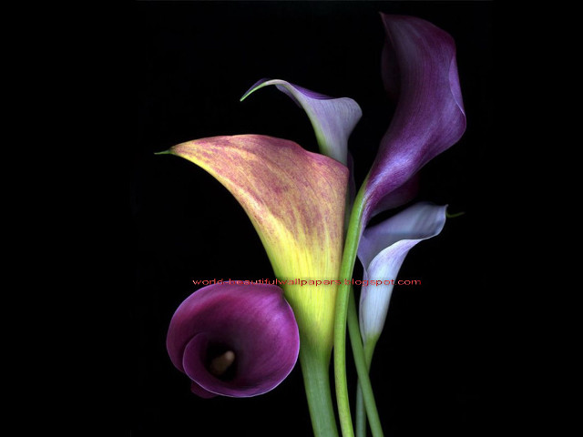 Purple yellow flower black background #2 free wallpaper - medium preview image