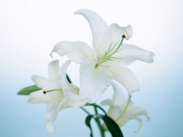 White flower vase tabletop blue #4 free wallpaper - medium preview image