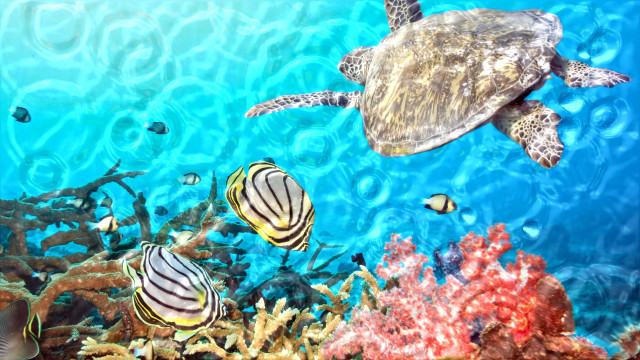 Turtle swimming coral reef fish free wallpaper - medium preview image
