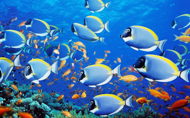 Fish group ocean coral reef #3 free wallpaper - medium preview image