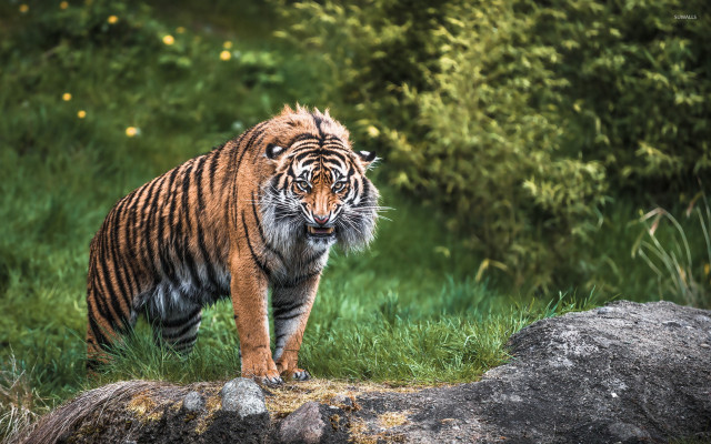 Tiger walking lush green field #5 free wallpaper - medium preview image