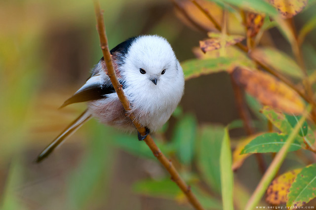 Small bird branch leaves blurry free wallpaper - medium preview image