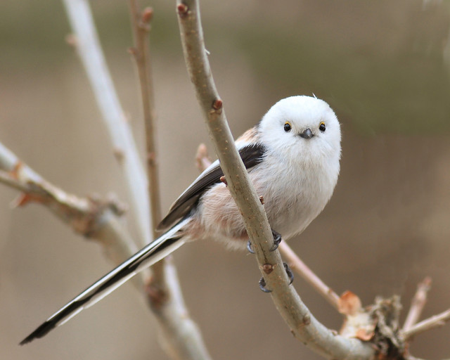 Small bird perched tree branch #10 free wallpaper - medium preview image