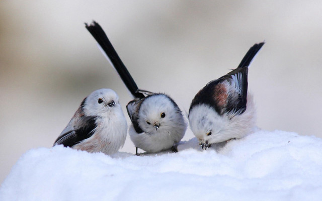 Three small birds snow covered free wallpaper - medium preview image