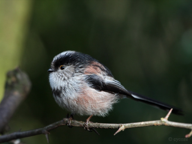 Small bird branch tree blurry free wallpaper - medium preview image