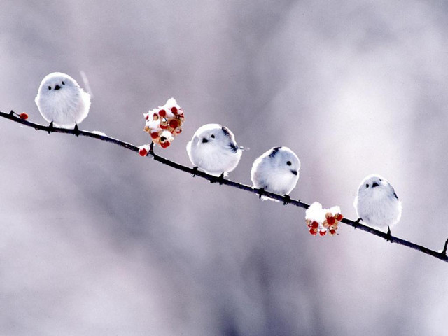 Birds branch berries sky background free wallpaper - medium preview image