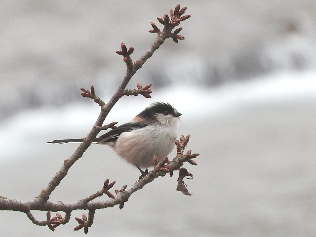 Small bird branch tree no free wallpaper - medium preview image