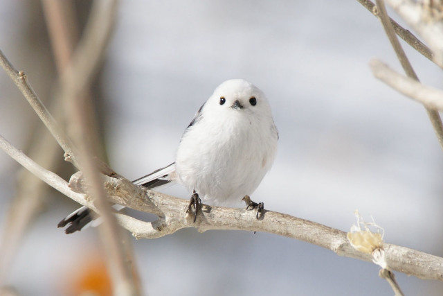 White bird branch tree gray free wallpaper - medium preview image