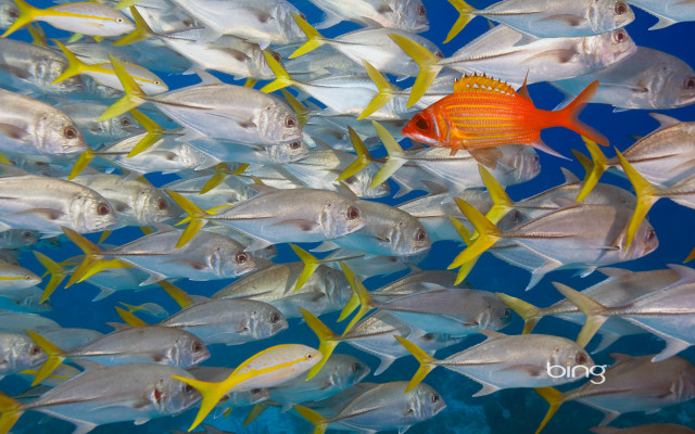 School of fish swimming in #4 free wallpaper - medium preview image