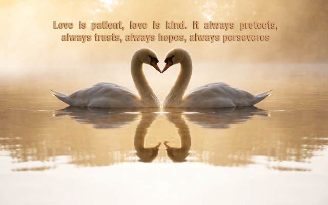 Two swans in water love free wallpaper - medium preview image