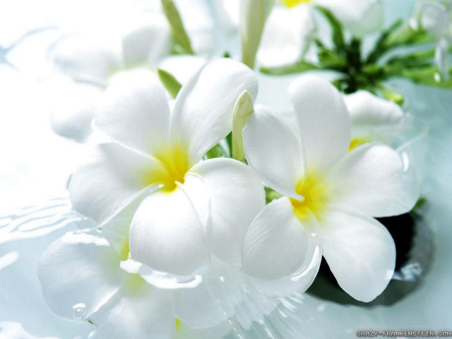 Close up flowers table water free wallpaper - medium preview image
