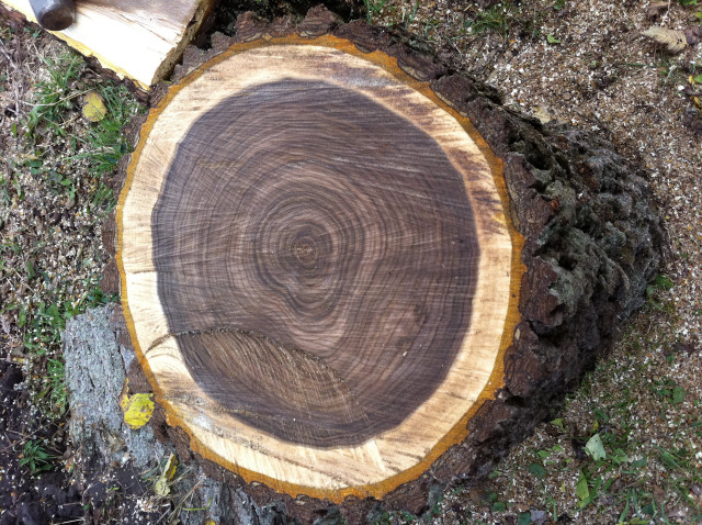 Tree stump hammer cut center free wallpaper - medium preview image