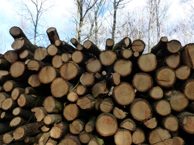 Logs woods trees sky clouds free wallpaper - medium preview image