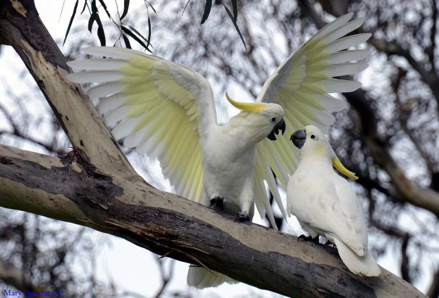 White birds spread wings nature free wallpaper - medium preview image
