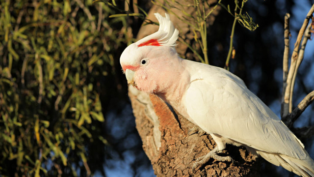 White bird red white feathers free wallpaper - medium preview image
