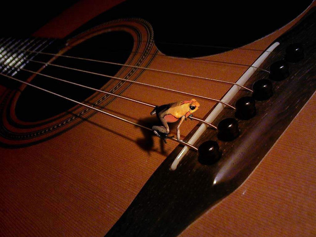 Small toy guitar strings sitting free wallpaper - medium preview image