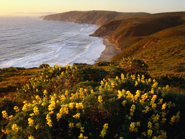 Beach water hillside yellow flowers free wallpaper - medium preview image
