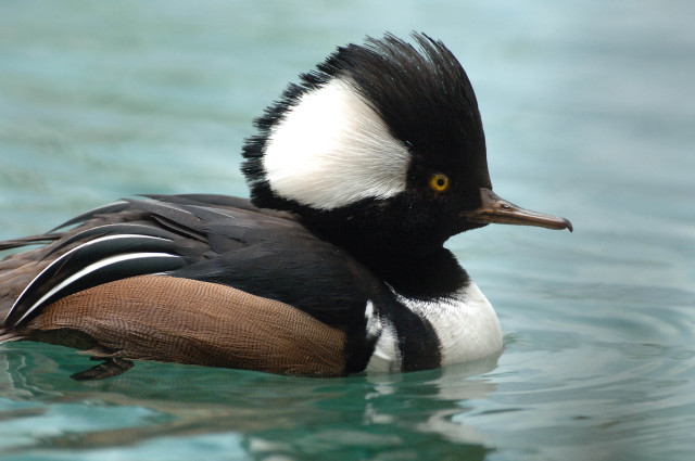 Duck black white feathers swimming free wallpaper - medium preview image