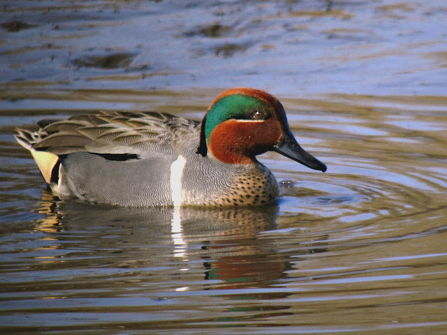 Duck brown green head white free wallpaper - medium preview image