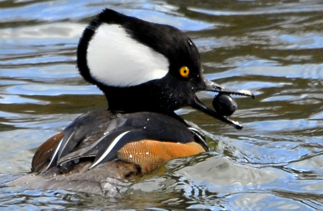 Duck long beak swimming water free wallpaper - medium preview image