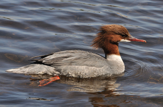 Duck long bill swimming ripples free wallpaper - medium preview image