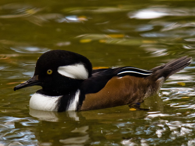 Duck swimming water head turned free wallpaper - medium preview image