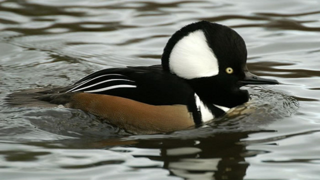 Duck swimming water head above free wallpaper - medium preview image