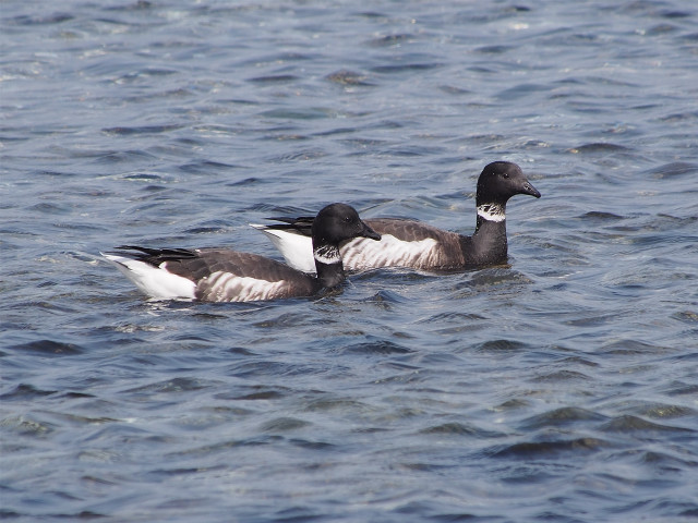 Ducks swimming water sunny day free wallpaper - medium preview image
