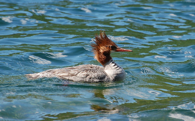 Duck red head floating wings free wallpaper - medium preview image