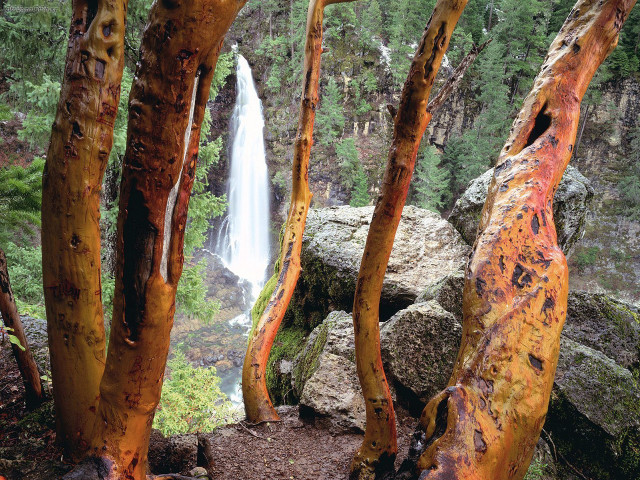 Waterfall forest trail trees nature free wallpaper - medium preview image