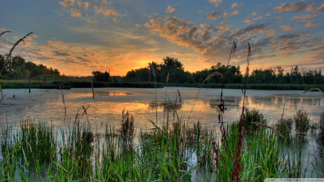 Lake sunset tall grass trees free wallpaper - medium preview image