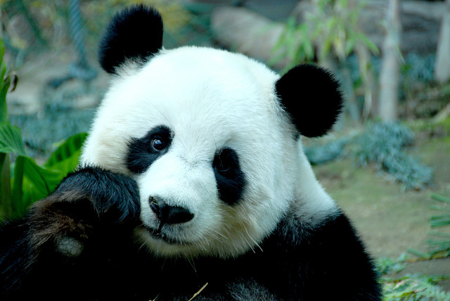 Panda sitting green field forest free wallpaper - medium preview image