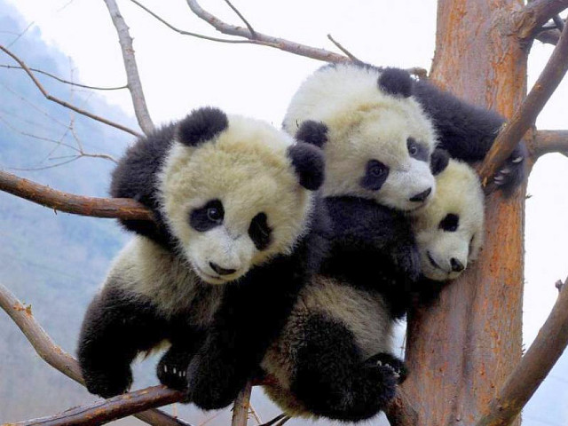 Two panda bears sitting in free wallpaper - medium preview image