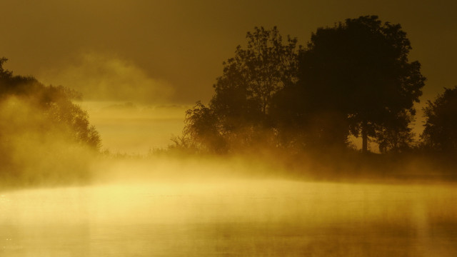 Foggy lake trees birds flying free wallpaper - medium preview image