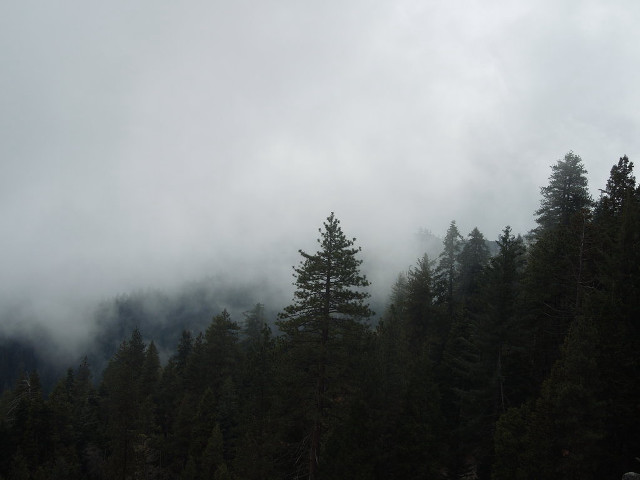 Forest trees clouds people road free wallpaper - medium preview image