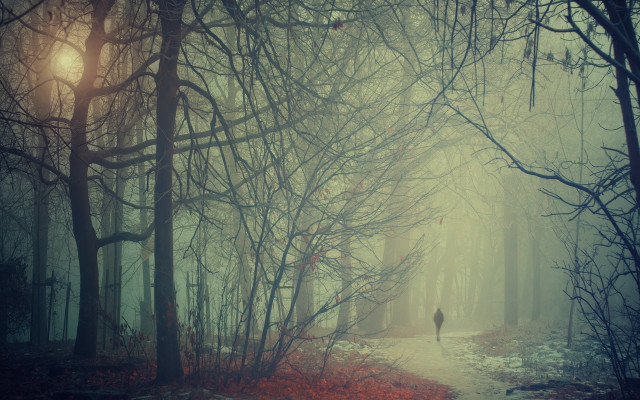 Person walking forest fog trees free wallpaper - medium preview image