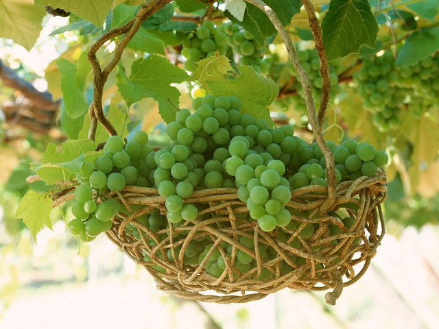 Grapes hanging basket vine tree free wallpaper - medium preview image