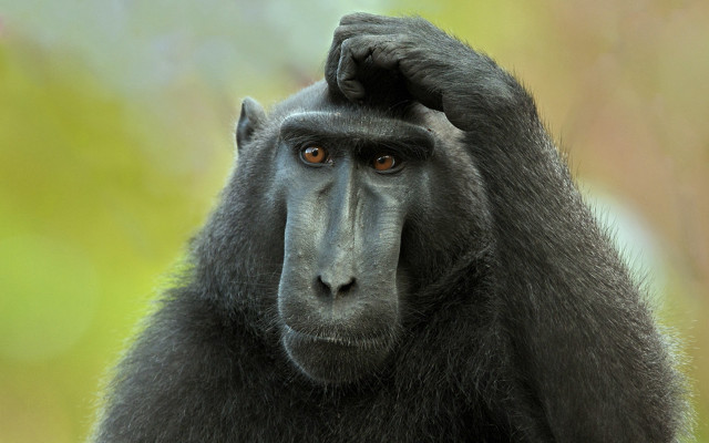 Black baboon sitting on branch free wallpaper - medium preview image