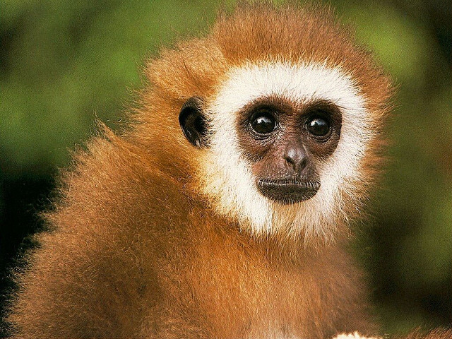 Sumatran monkey brown white black free wallpaper - medium preview image