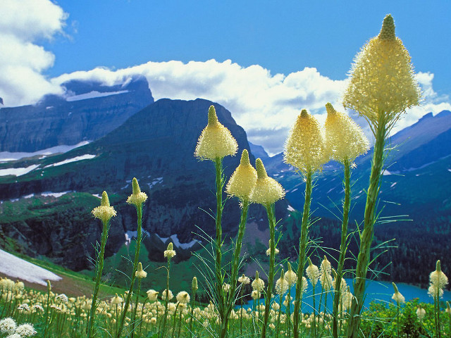 Yellow flowers field mountains clouds free wallpaper for desktop - medium preview image
