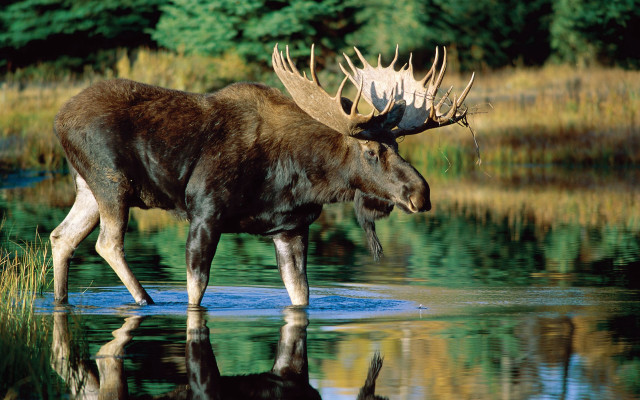 Moose antlers mouth reflection water free wallpaper - medium preview image