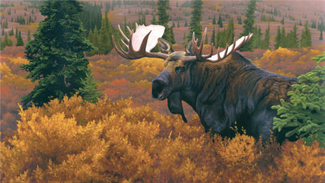 Moose large antlers walking forest free wallpaper - medium preview image
