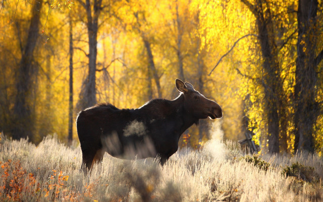 Moose tall grass trees yellow free wallpaper - medium preview image