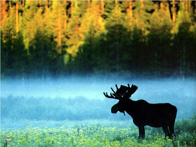 Moose field trees background fog free wallpaper - medium preview image