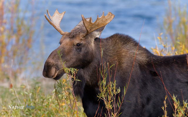 Moose large antlers tall grass free wallpaper - medium preview image